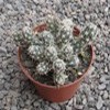 Corynopuntia