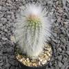 Espostoa
