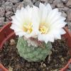 Strombocactus