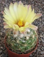Coryphantha bumamma