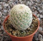 Coryphantha werdermannii