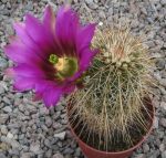 Echinocereus apachensis
