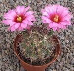 Echinocereus lindsayi