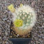 Echinocereus russanthus weedinii