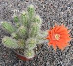 Echinocereus sanpedroensis