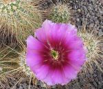 Echinocereus stramineus