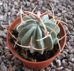 Echinofossulocactus coptonogonus