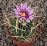 Echinofossulocactus lamellosus