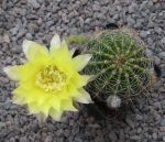 Echinopsis Hybr. Nr. 120