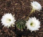 Echinopsis Hybr. Nr. 126