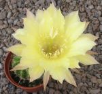 Echinopsis Hybr. Nr. 147