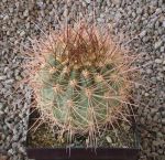 Echinopsis formosa