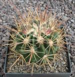 Ferocactus fordii