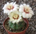 Gymnocalycium baldianum albiflorum