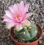 Gymnocalycium citriflorum