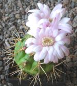 Gymnocalycium eurypleurum