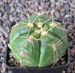 Gymnocalycium horstii