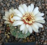 Gymnocalycium kieslingii