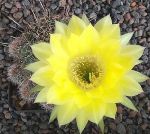 Lobivia aurea ssp shaferi