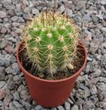 Lobivia bruchii