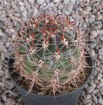 Lobivia kieslingii