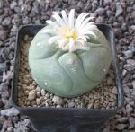 Lophophora diffusa