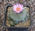 Lophophora jourdaniana