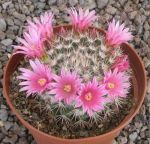 Mammillaria miegiana