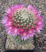 Mammillaria spinosissima