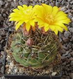 Matucana aureiflora