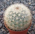 Matucana crinifera