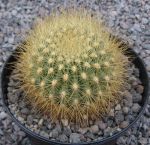 Matucana weberbaueri