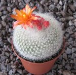 Notocactus haselbergii