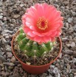 Notocactus ottonis venclusianus