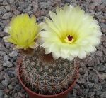 Notocactus schlosseri