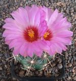 Thelocactus bicolor