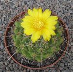 Thelocactus conothelos