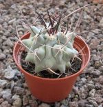 Thelocactus nidulans