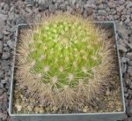 Weingartia multispina