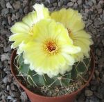 Wigginsia macrogona