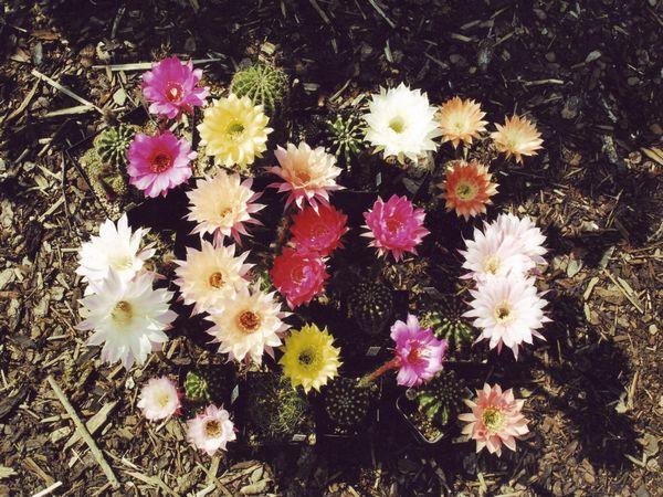 foto11.jpg - Ein prächtiges Blütenmeer!