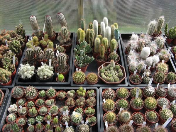 foto13.jpg - Kleine und größere Kakteen im zweiten Gewächshaus.