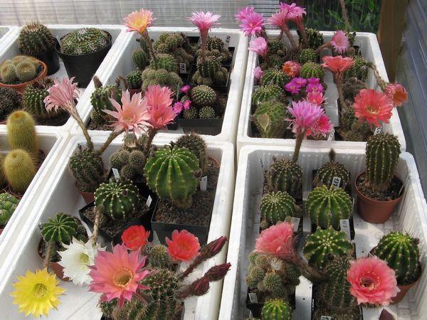 foto28.jpg - Einige Echinopsis-Mutterpflanzen.
