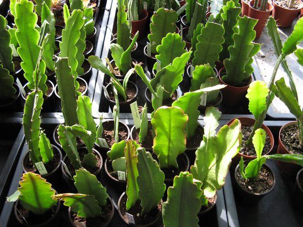 foto34.jpg - Epiphyten-Stecklinge.