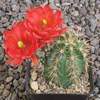 Echinocereus