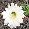 Echinopsis