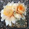 Gymnocalycium