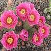 Opuntia