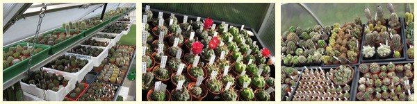 gymnocalycium_saemlinge