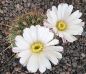 Acanthocalycium klimpelianum